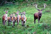 یکی از راه های حفظ تنوع زیستی طبیعت گردی است