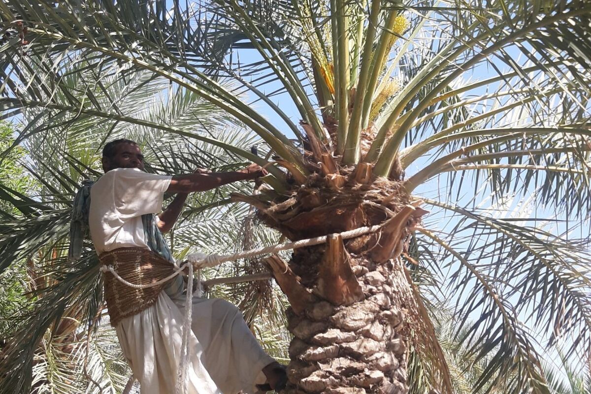 گردافشانی
