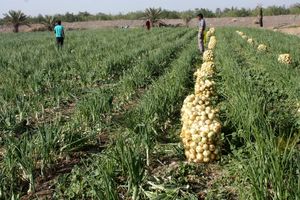 تصویب سند ملی امنیت غذایی کشور در شورای عالی انقلاب فرهنگی