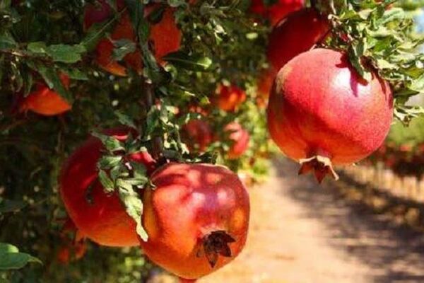 پایان توقف صادرات انار با وعده‌های جدید