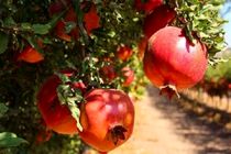 فارس، بزرگترین تولید کننده انار در کشور