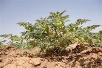 پیش‌بینی برداشت بیش از 33 هزار تن نخود از اراضی کرمانشاه