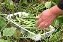 آغاز کشت پاییزه پاچ باقلا در گیلان/درآمد ۷۰۰ میلیارد تومان کشاورزان گیلانی