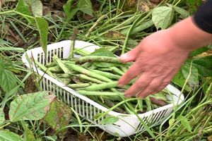 آغاز کشت پاییزه پاچ باقلا در گیلان/درآمد ۷۰۰ میلیارد تومان کشاورزان گیلانی