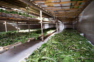 ثبت‌نام و توزیع سهمیه کود برای توتستان‌های پرورش کرم ابریشم آغاز شد