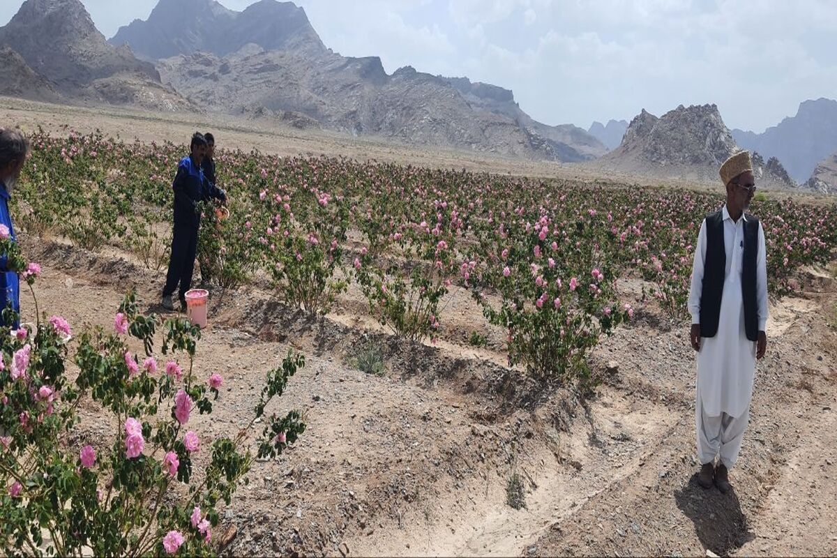 گل محمدی