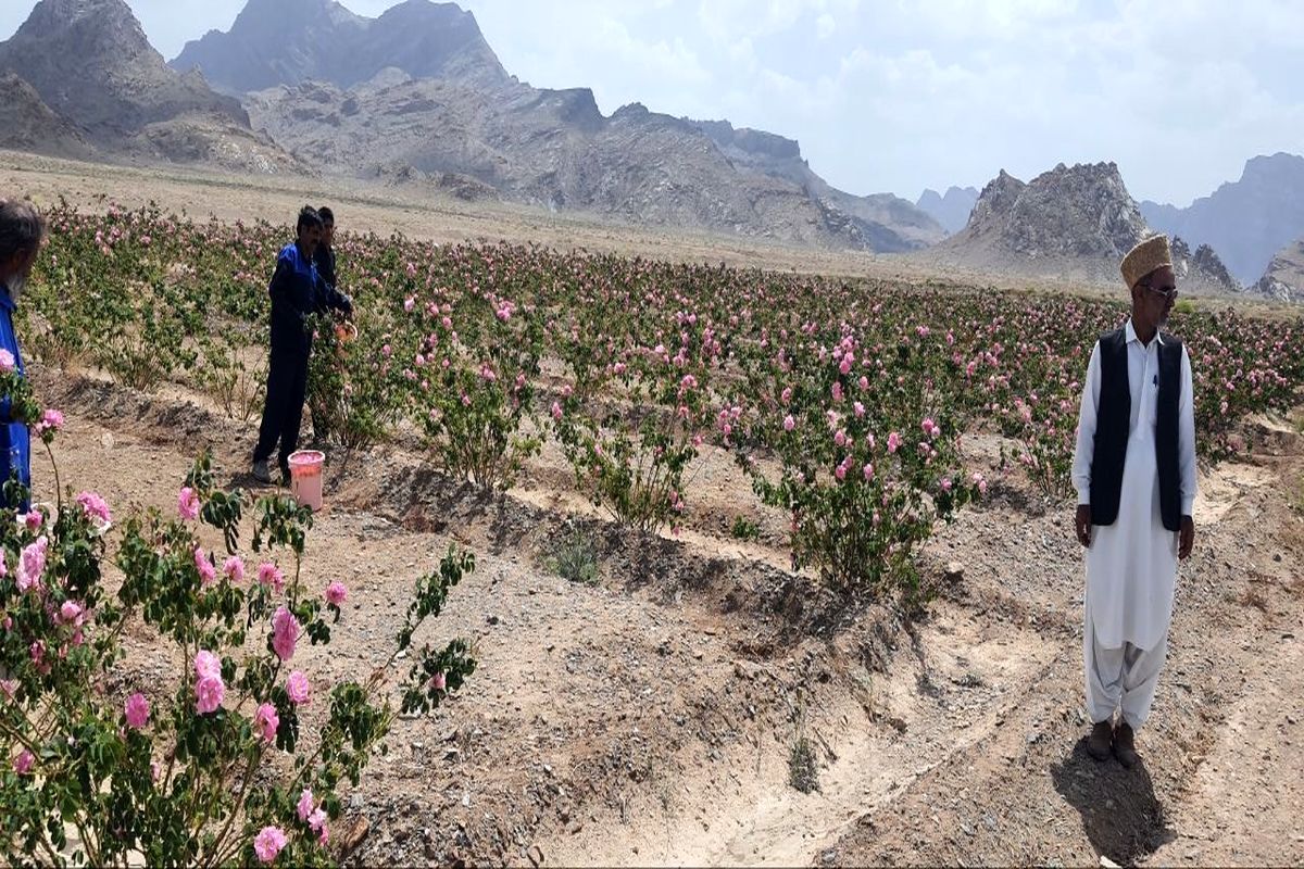 گل محمدی