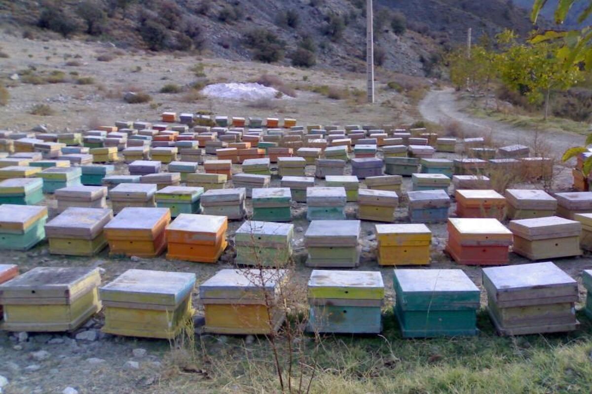 زنبورستان های گیلانغرب 
