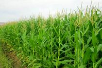 کشت قراردادی ذرت علوفه‌ای از اراضی ایلام اجرا شد