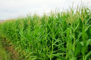 برداشت ۳۰ هزار تن ذرت علوفه‌ای در باغملک پیش بینی می شود