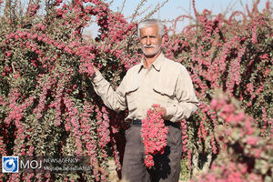 برداشت زرشک از باغات اصفهان