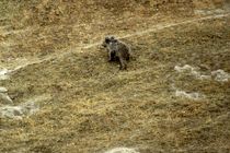 مشاهده و تحویل یک قلاده توله خرس توسط همیاران محیط زیست به اداره محیط زیست اندیکا شد