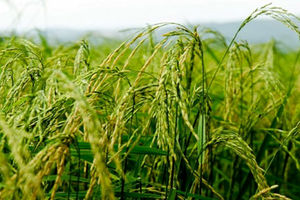  نخستین خوشه های برنج در فصل زراعی کنونی به بار نشست