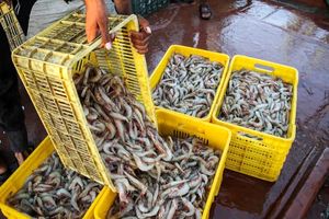 کشف ۵۳۶ کیلوگرم میگوی صید شده غیرمجاز در ایام دریابست هرمزگان