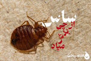 ساس از چی بدش می‌آید؟
