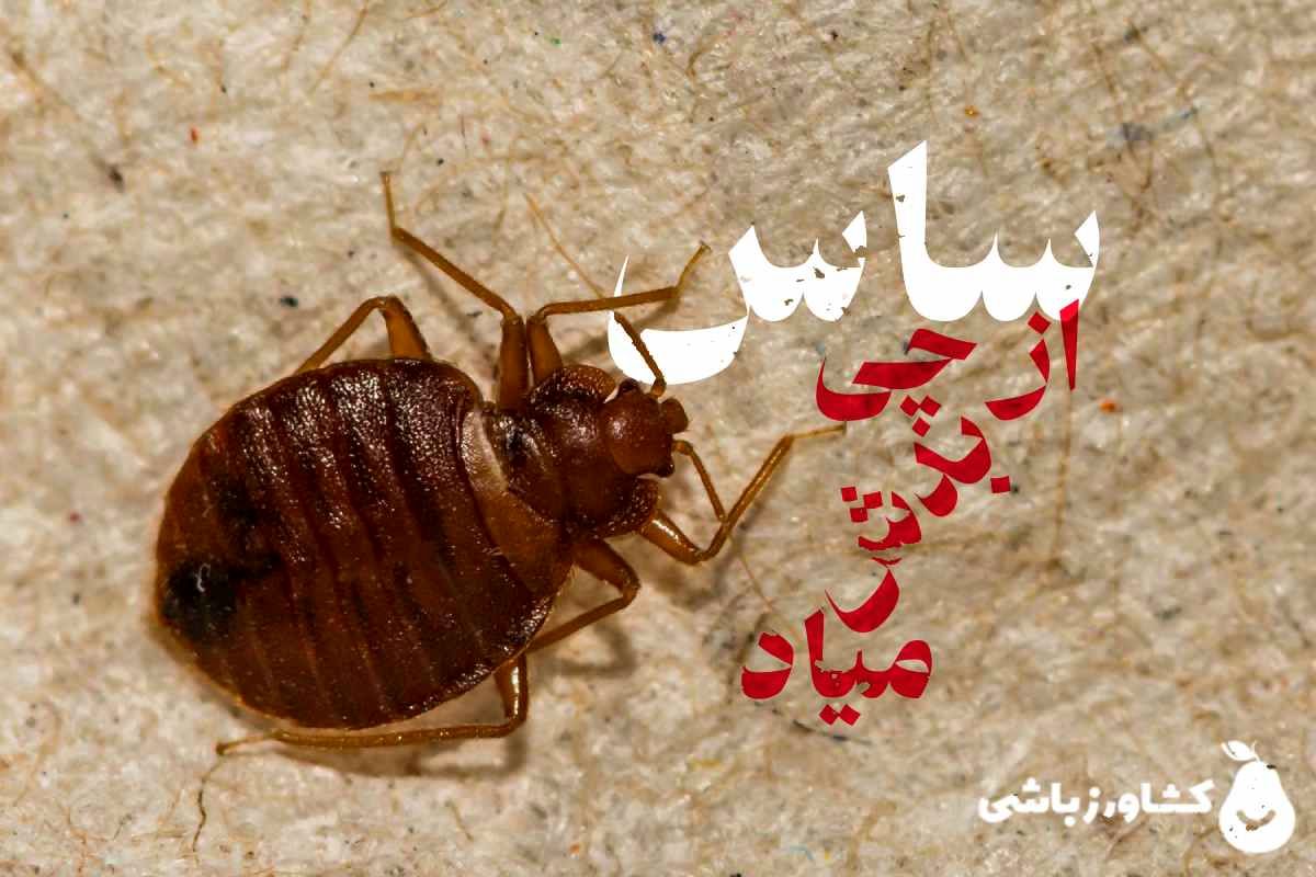 ساس از چی بدش میاد؟