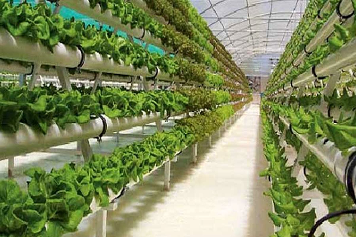 کشت گلخانه‌ای در خراسان رضوی