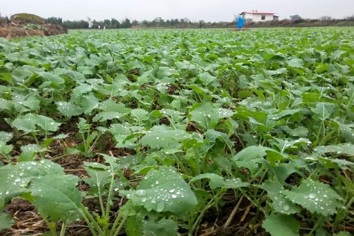 کلزا زمستانه در مازندران