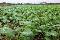 قرارداد 1100 هکتاری کشت کلزا در میاندورود