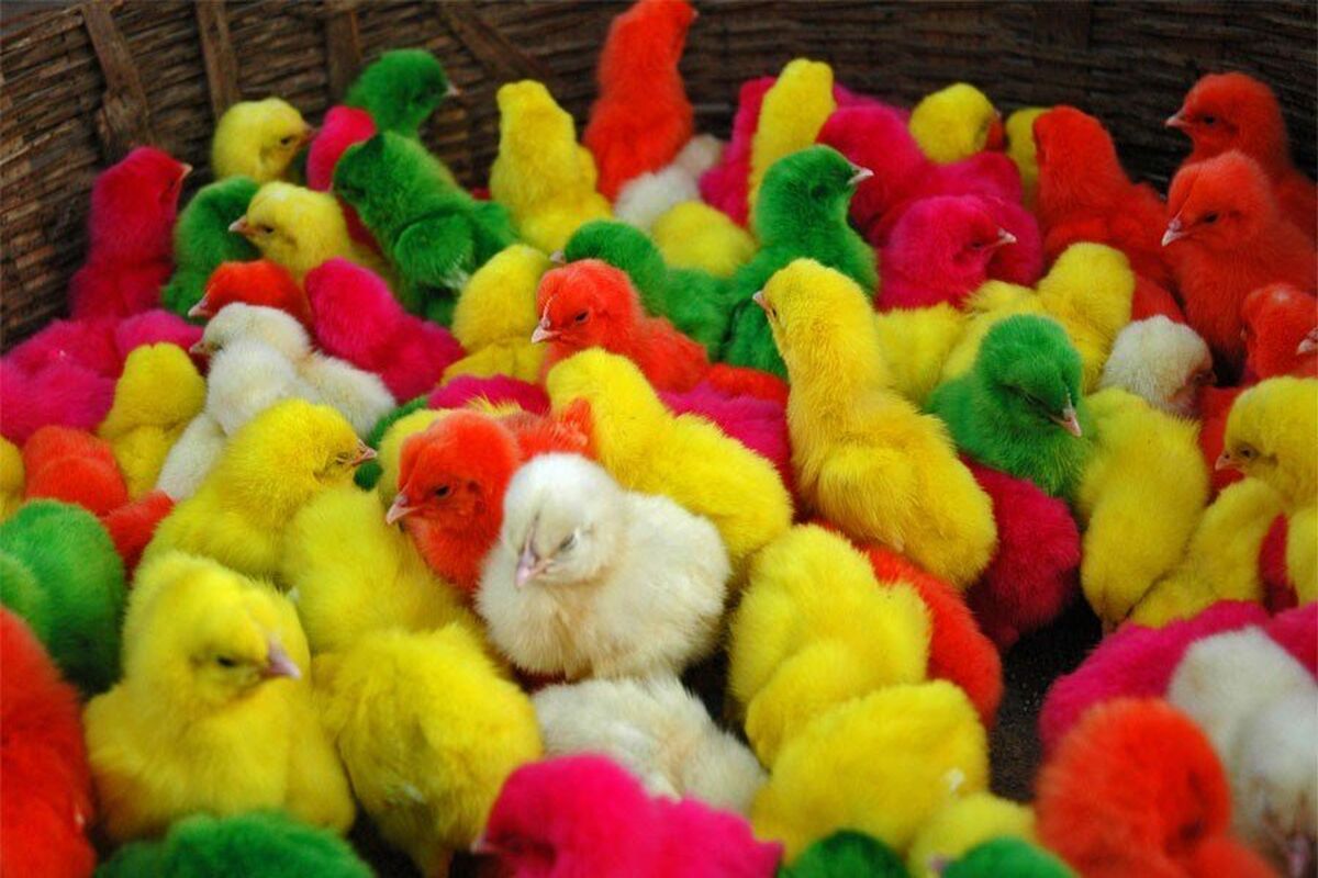 جوجه رنگی غیر مجاز