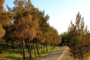 ممکن است برخی تعمدی درختان را آتش بزنند/ 10 نفر را دستگیر کردیم