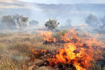 ۲ هزار و ۱۹۸ هکتار از جنگل ها و مراتع کردستان تخریب شده است