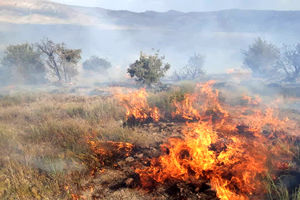 ۲ هزار و ۱۹۸ هکتار از جنگل ها و مراتع کردستان تخریب شده است