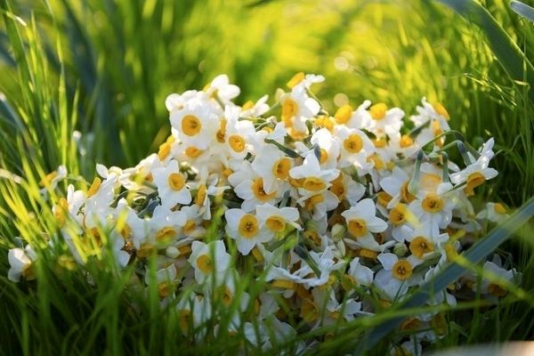 برگزاری هفتمین جشنواره گل نرگس شهرستان خفر