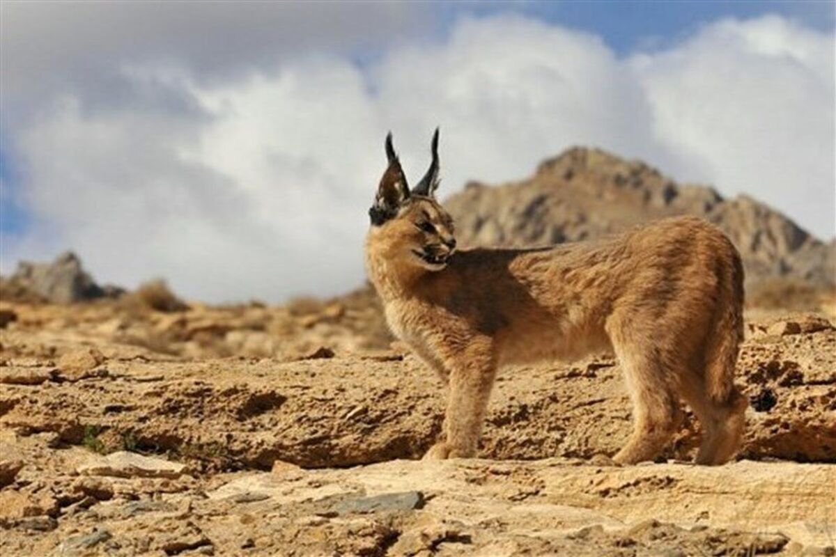 گونه