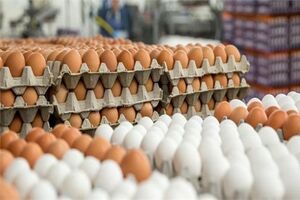 هرگونه حذف گله از سوی مرغداران غیر اصولی است
