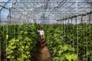 370 هکتار از اراضی کشاورزی اردبیل به زیر کشت محصولات گلخانه ای می رود