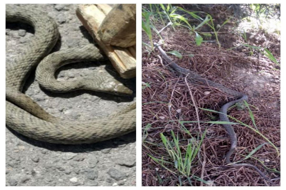 یک حلقه مار