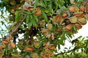 فعالیت ۲۸ واحد بسته‌بندی و صادرات بادام در چهارمحال و بختیاری