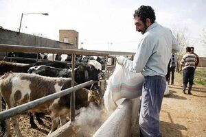 بیش از ۲۳ هزار تن نهاده دامی در استان کرمانشاه توزیع شد