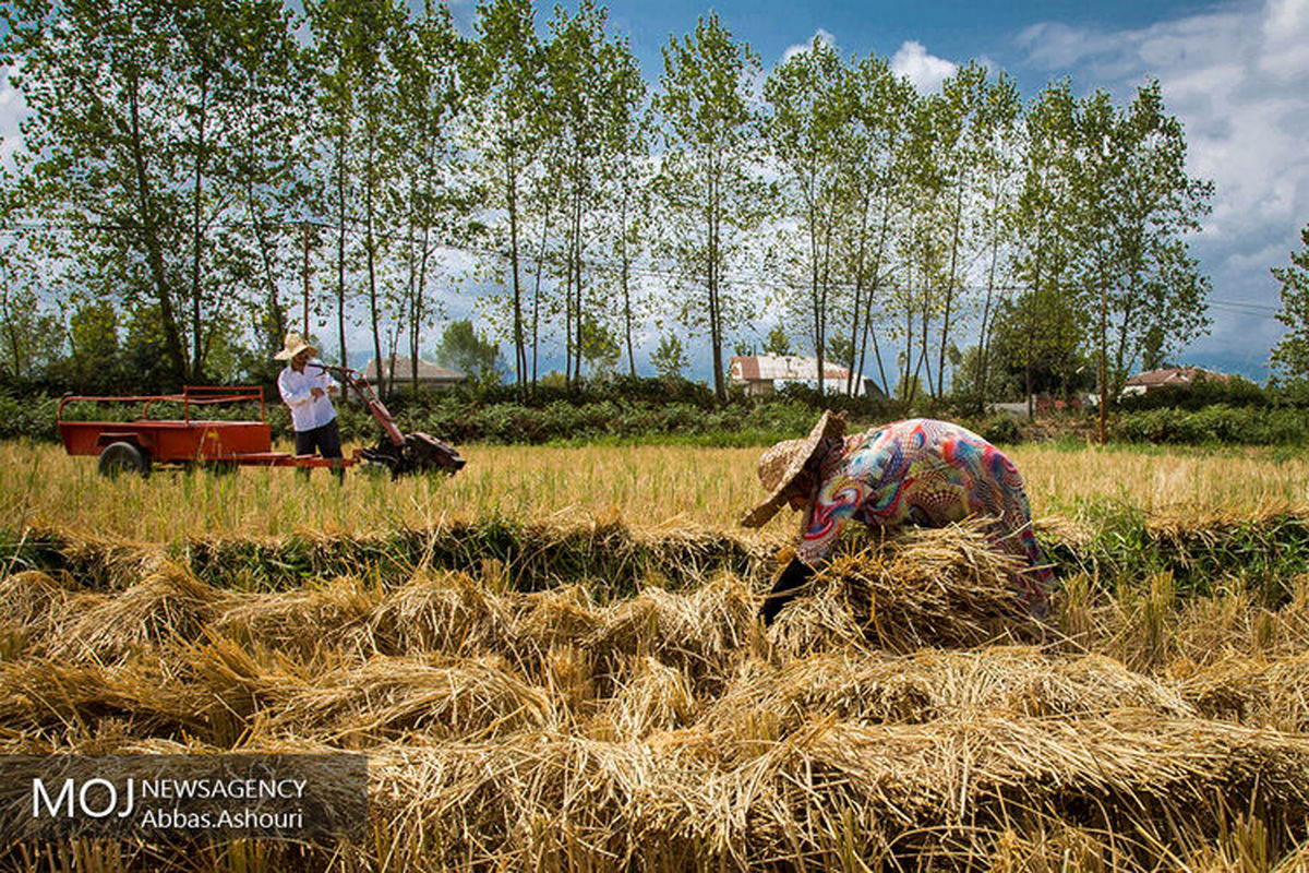 برداشت+برنج+در+شالیزارهای+گیلان (1)