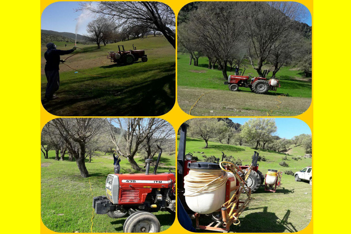 آفت جوانه خوار بلوط لرستان