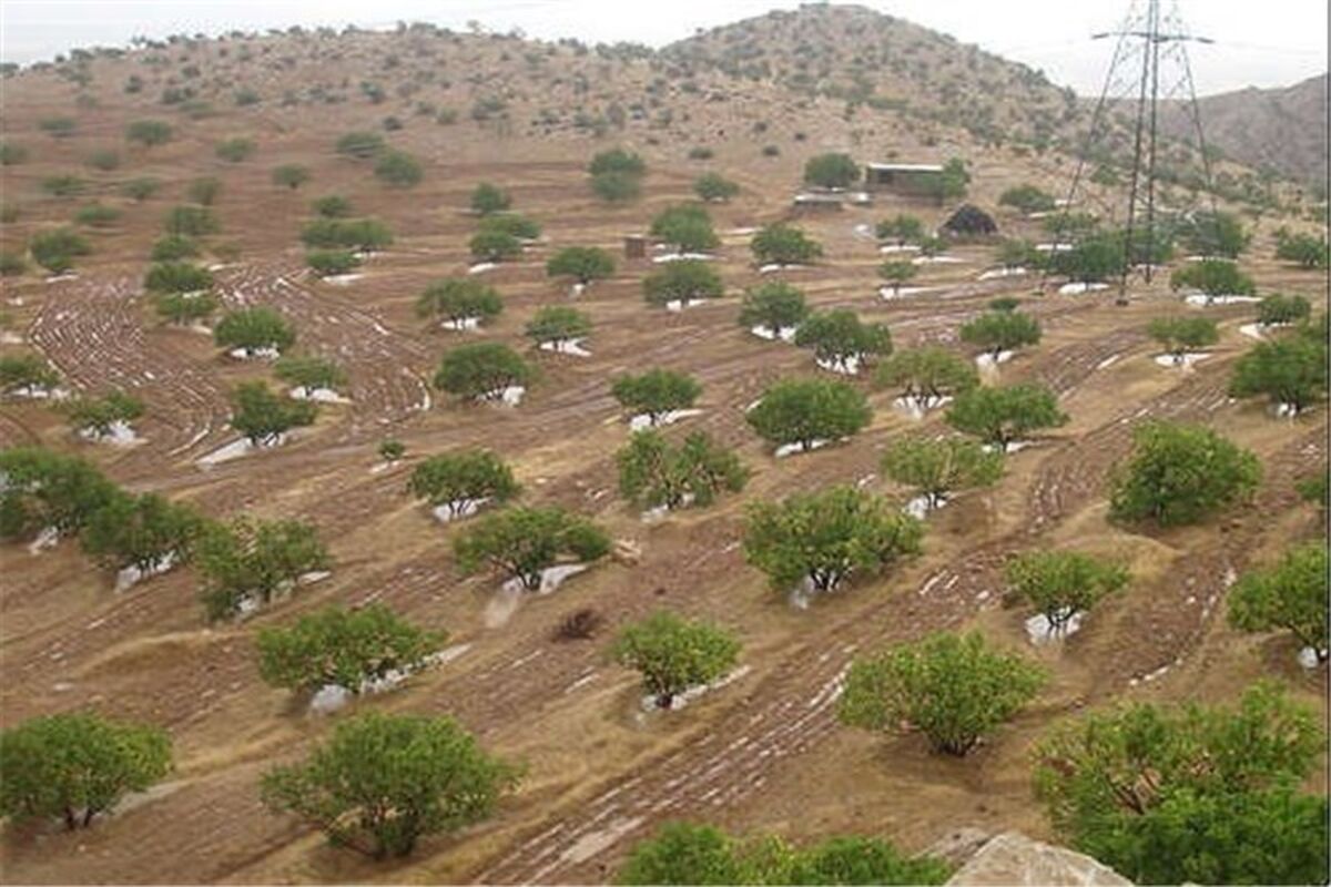 سند دارکردن اراضی ملی