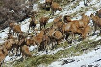 منطقه شکار ممنوع دربند مشکول شهرستان کوثر ارتقا می یابد