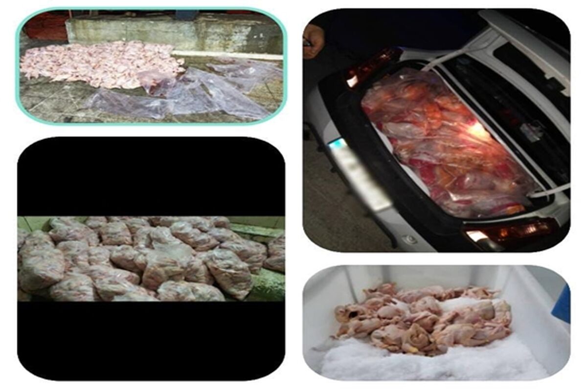 دامپزشکی