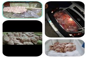 کشف و امحاء بیش از ۲۰۰۰ کیلوگرم مرغ و آلایش غیرقابل مصرف در شهرستان کرمانشاه