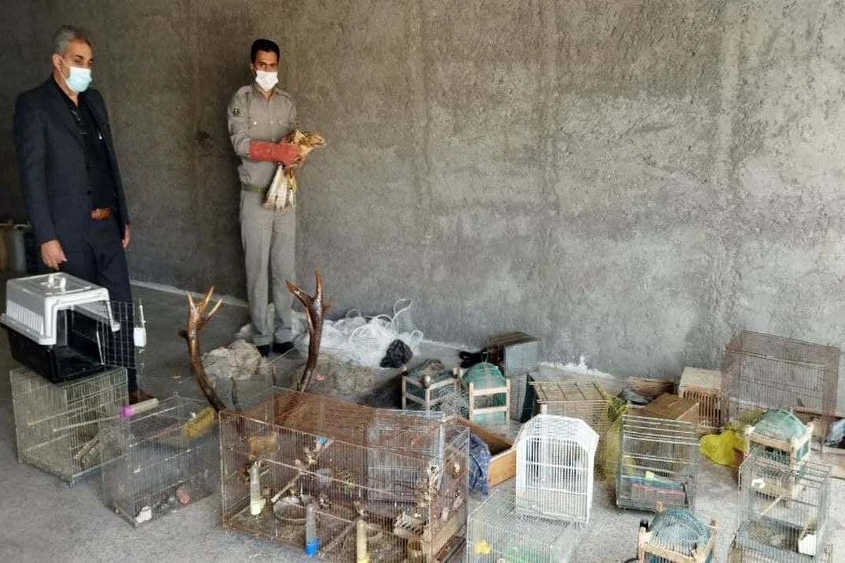 کشف پرندگان شکاری اردبیل