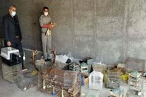 کشف 50 قطعه پرنده شکاری و زینتی در مشگین شهر