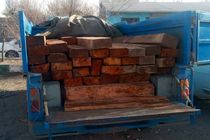 کشف 50 اصله قنداق قاچاق جنگلی در اردبیل