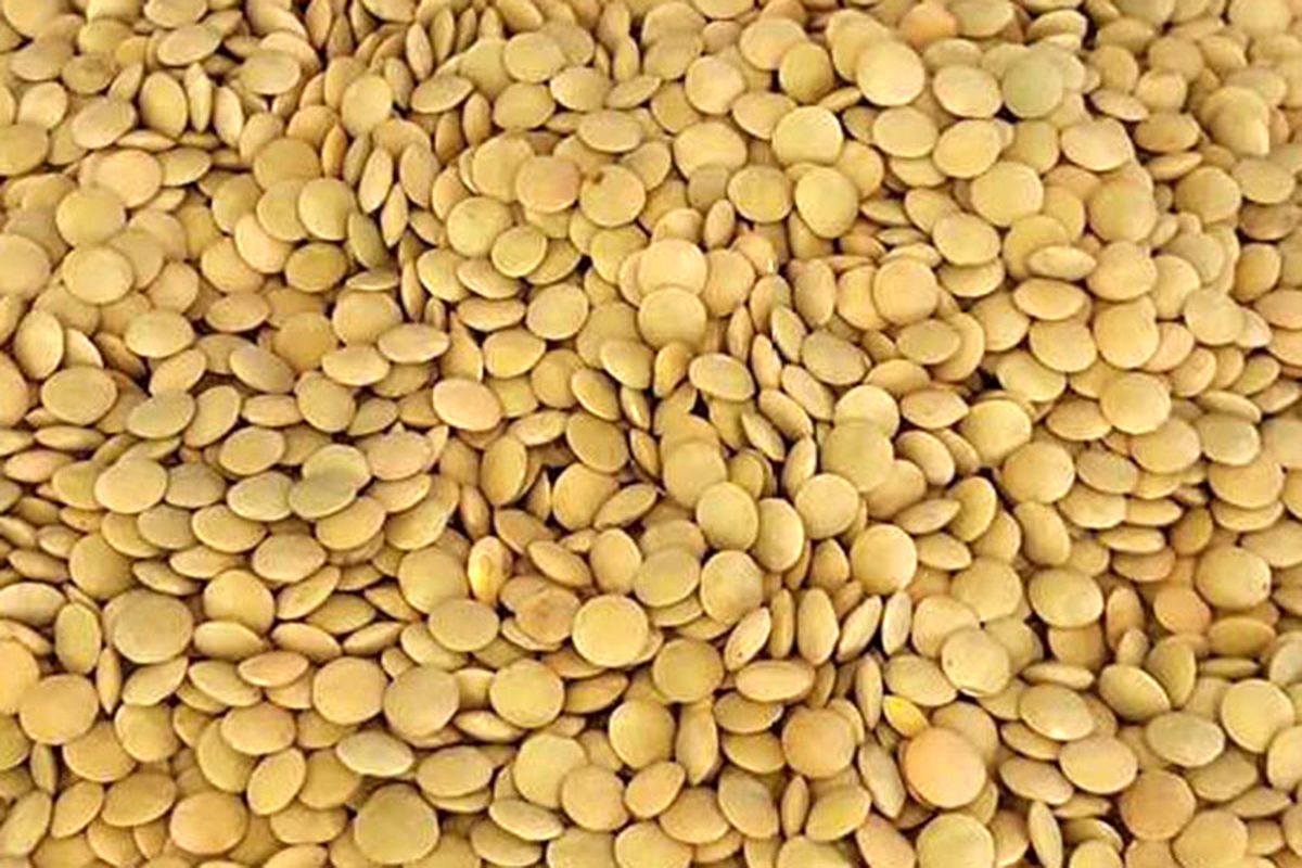 اصفهان-احتکار عدس