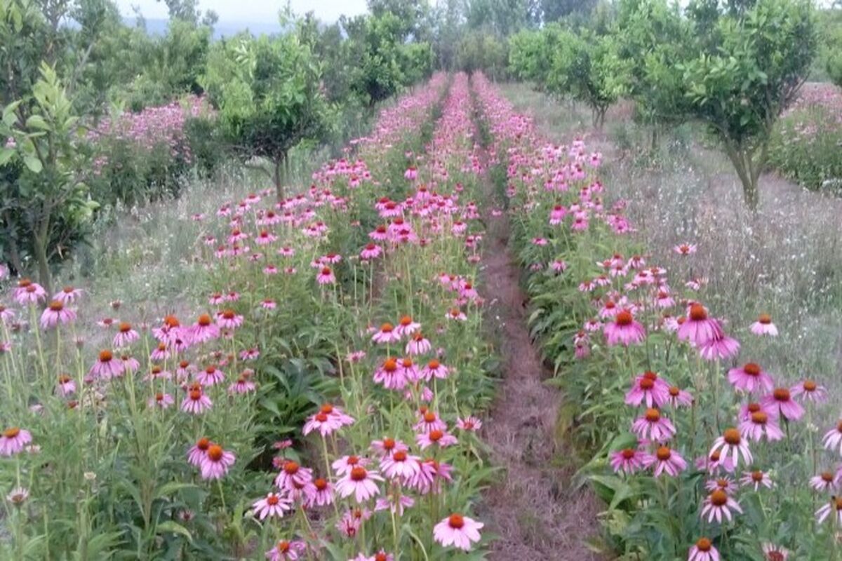 کشت گیاه دارویی