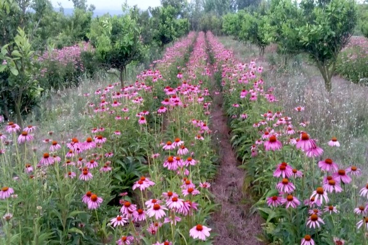 کشت گیاه دارویی