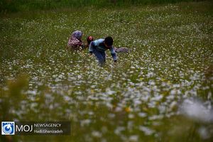 جشنواره گل های بابونه در منطقه فندقلو اردبیل