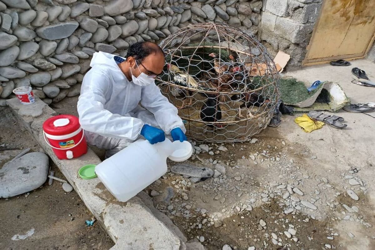 طیور