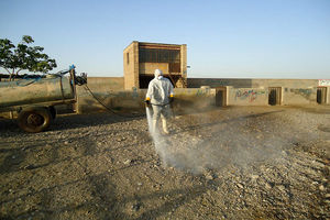 سم‌پاشی ۸۳ هزار متر مربع جایگاه دام علیه بیماری تب کریمه در زاوه