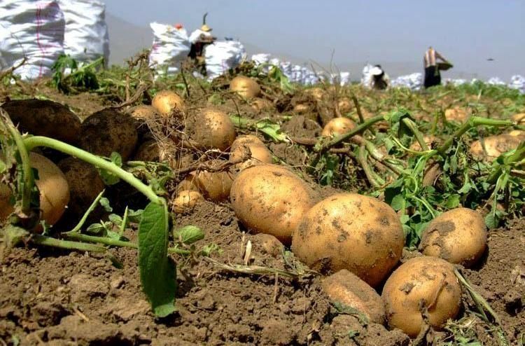 پیش بینی برداشت 150 هزار تن سیب زمینی از زمین های کشاورزی در استان اصفهان